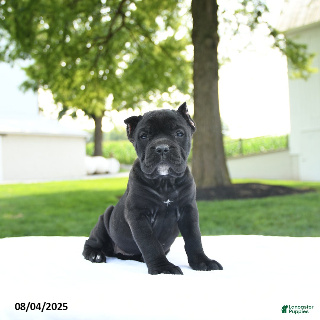 Cane Corso dogs for sale: Lucy - Image 1