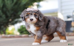 Mini Bernedoodle dogs for sale: Mini Bernedoodle 9 puppies - Image 4
