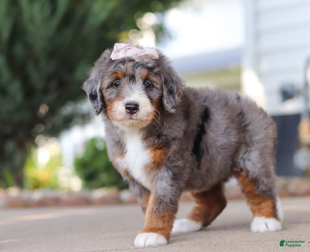 Mini Bernedoodle dogs for sale: Mini Bernedoodle 9 puppies - Image 4