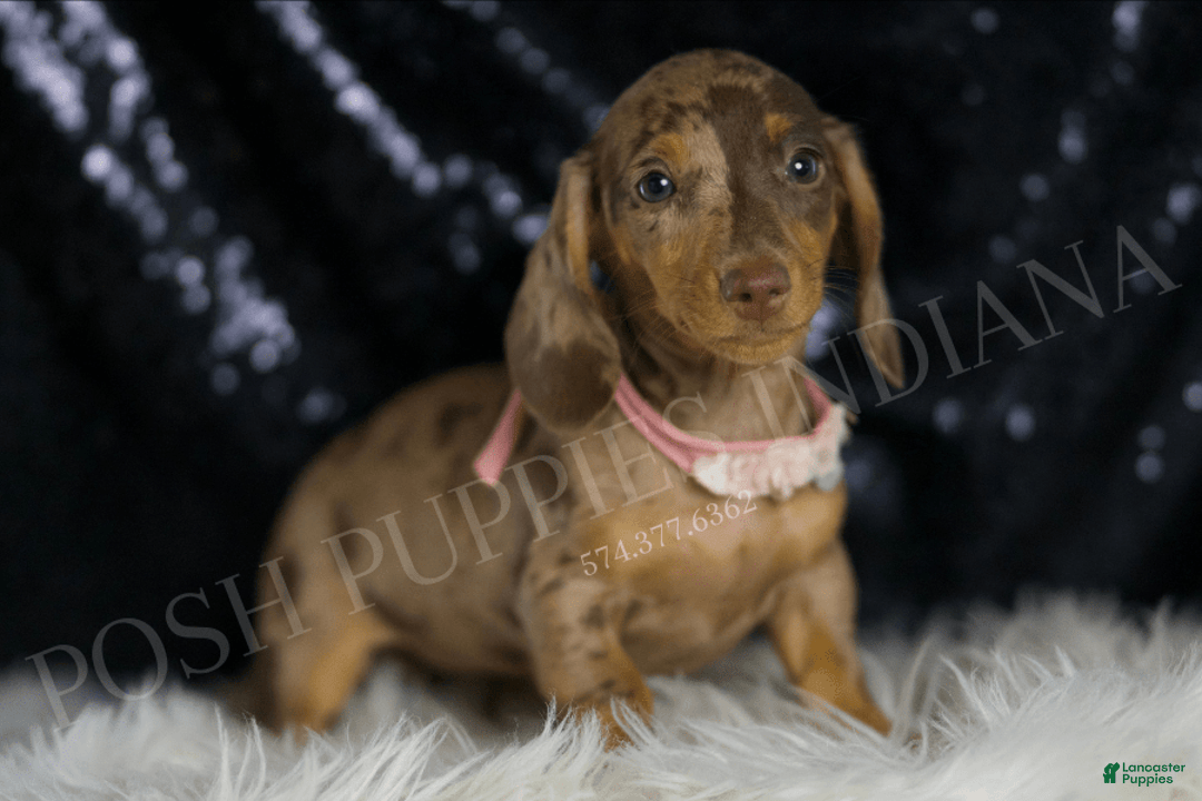 Miniature Dachshund dogs for sale: Karey - Image 2