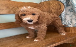Mini Goldendoodle dogs for sale: Juniper - Image 5
