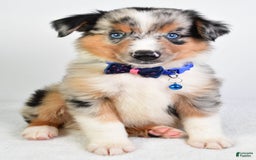 Miniature Australian Shepherd dogs for sale: Sawyer - Image 5