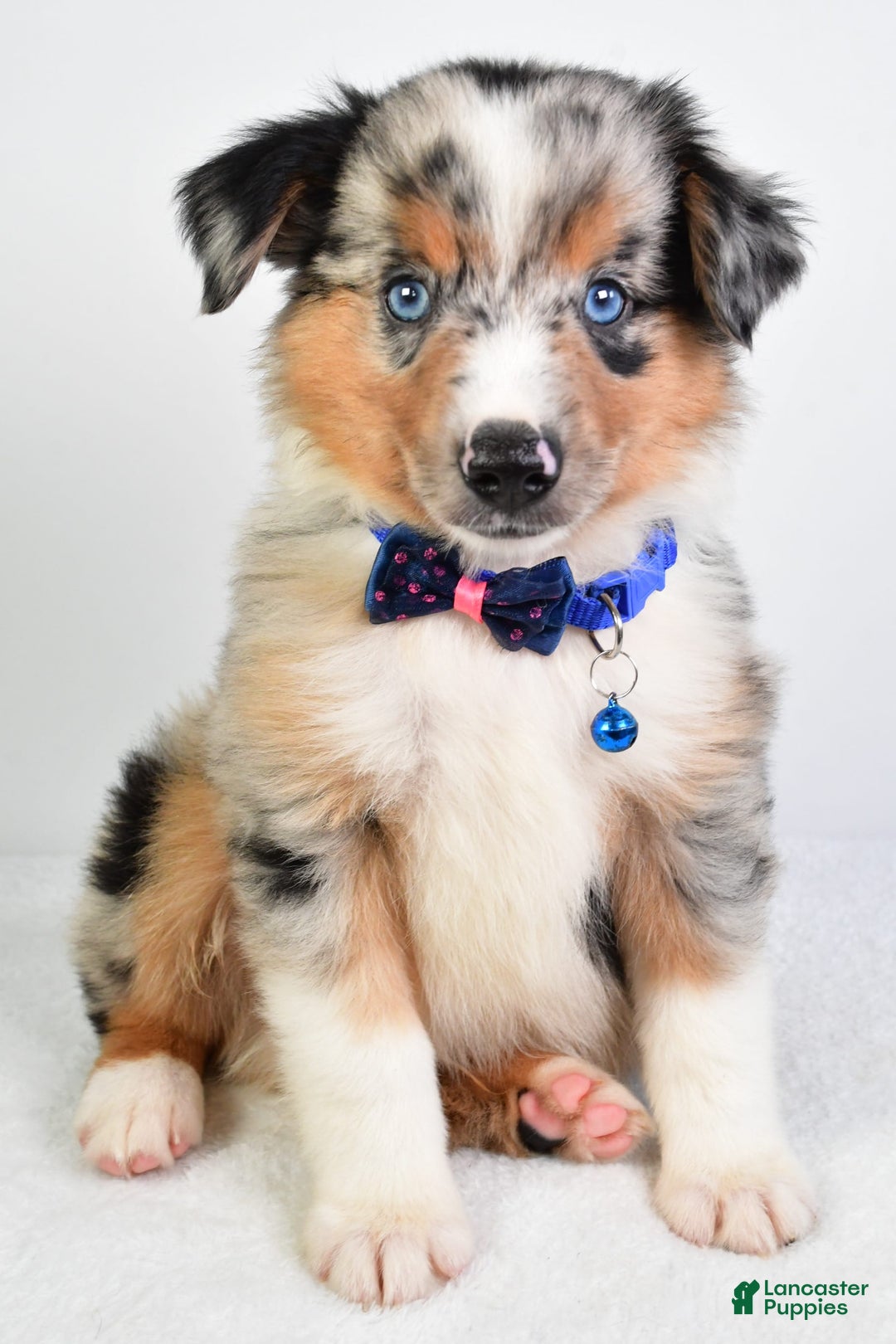 Miniature Australian Shepherd dogs for sale: Sawyer - Image 5