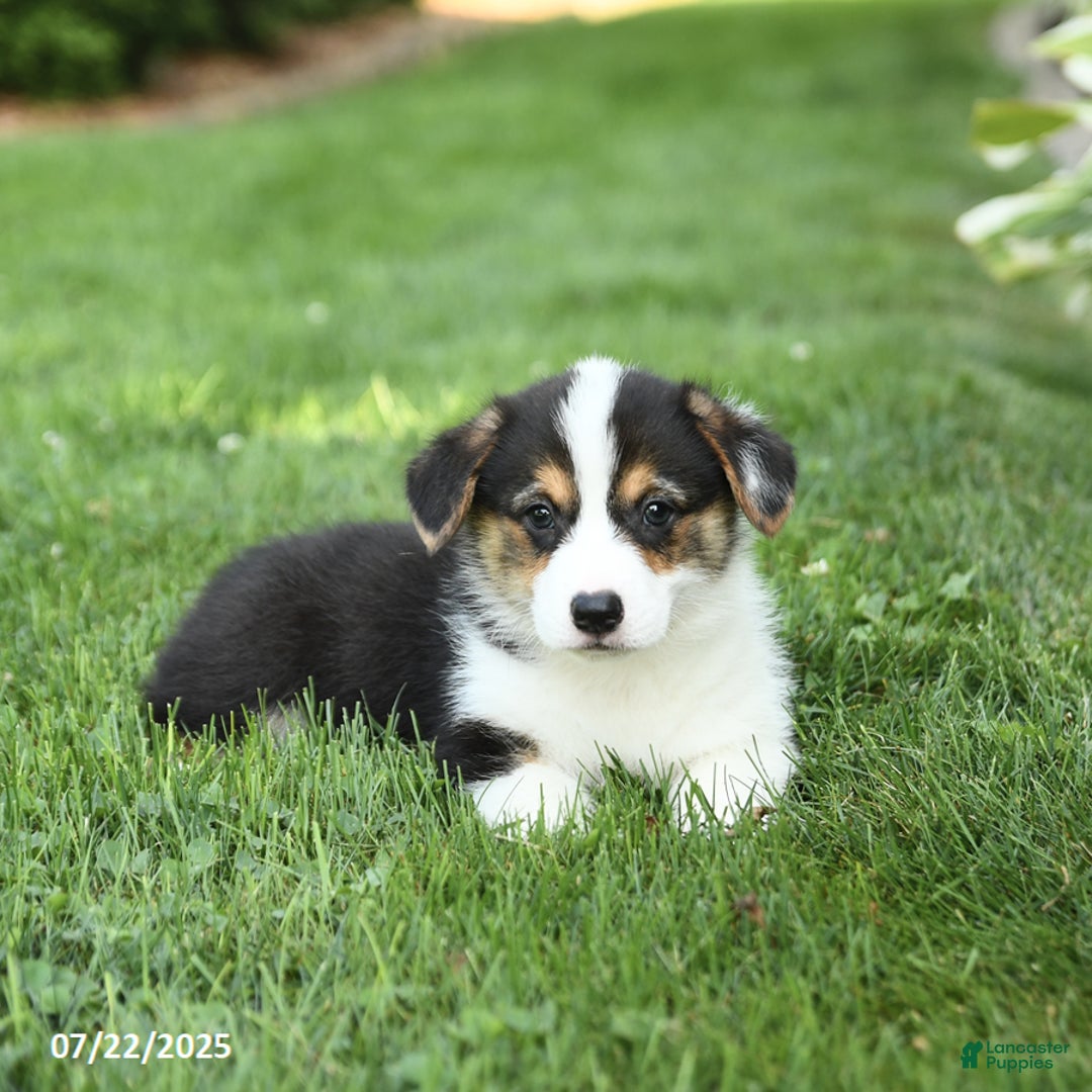 Welsh Corgi Pembroke dogs for sale: Frisky - Image 3