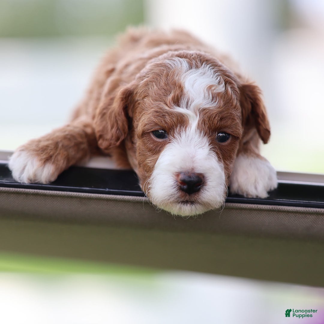 Toy Poodle dogs for sale: Dewey - Image 11