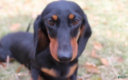 Dachshund dogs for sale: Raven Boy 1 - Image 13