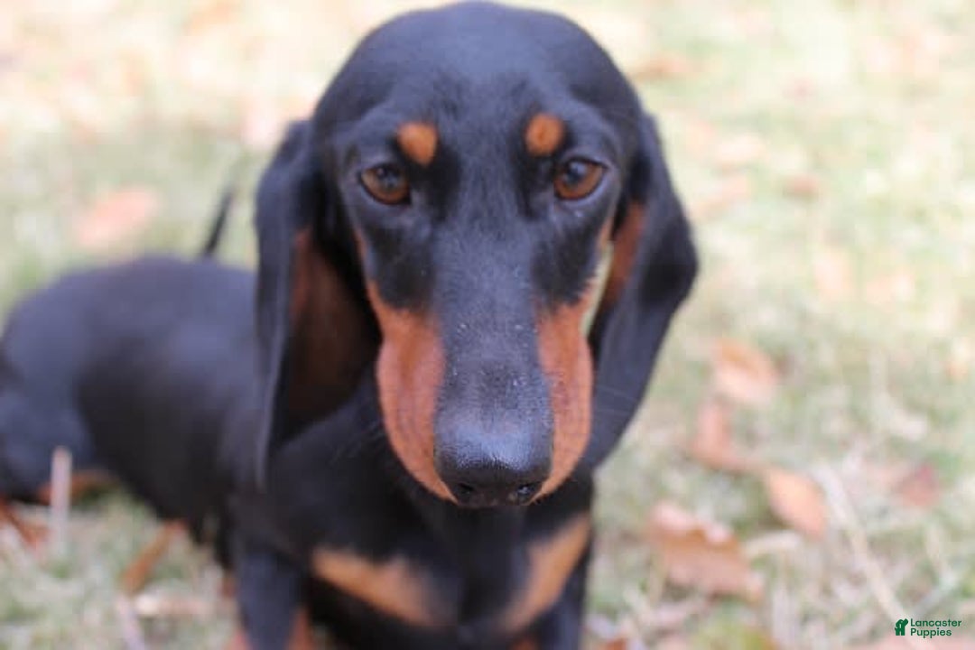 Dachshund dogs for sale: Raven Boy 1 - Image 13