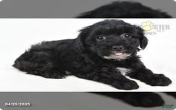 Yorkiepoo dogs for sale: Royal - Image 6