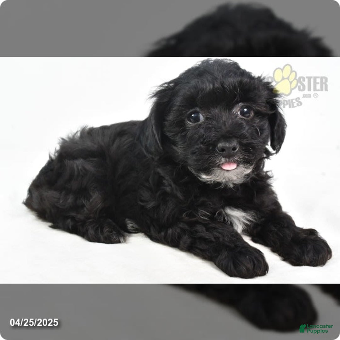 Yorkiepoo dogs for sale: Royal - Image 6