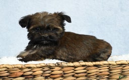 Havapoo dogs for sale: Wendell - Image 12