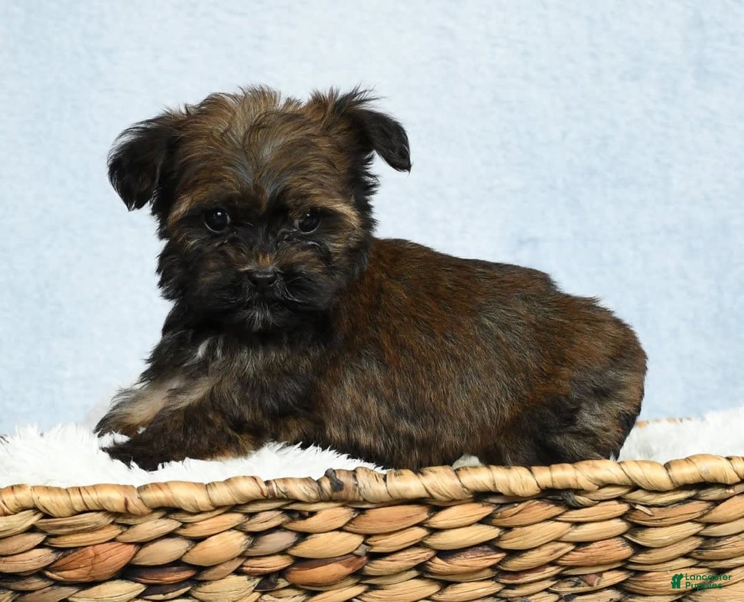 Havapoo dogs for sale: Wendell - Image 12