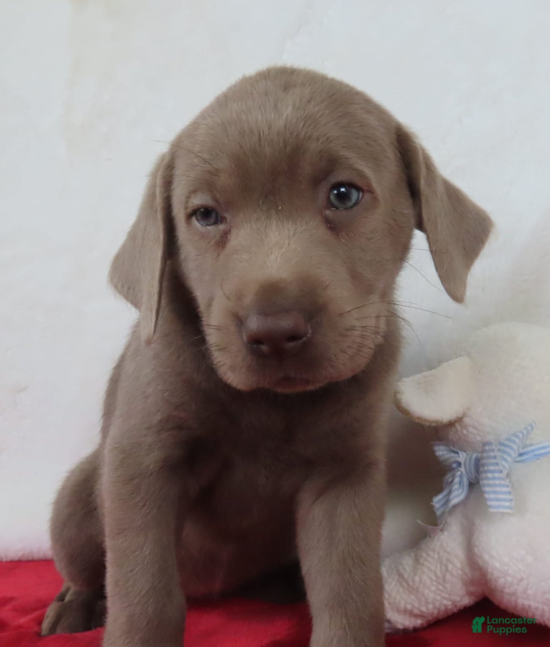 Labrador Retriever dogs for sale: Silver Skye - Image 7
