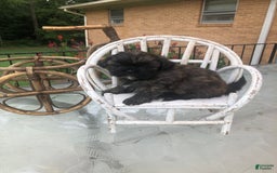 Shih Tzu dogs for sale: Nina - Image 1