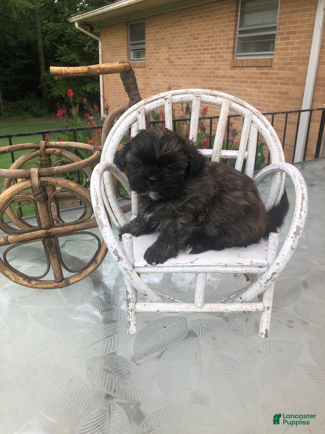 Shih Tzu dogs for sale: Nina - Image 1