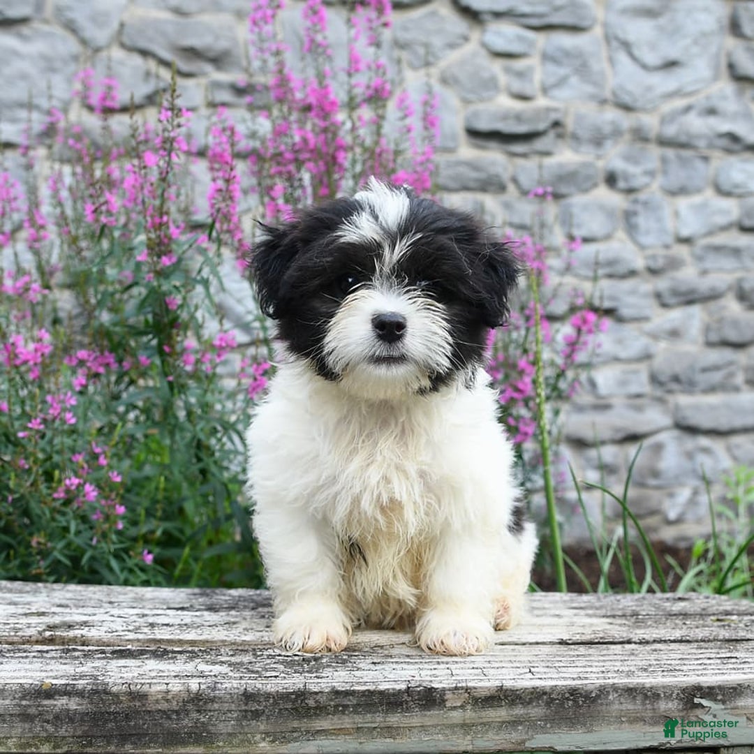 Malshi dogs for sale: Moose Tracks - Image 9