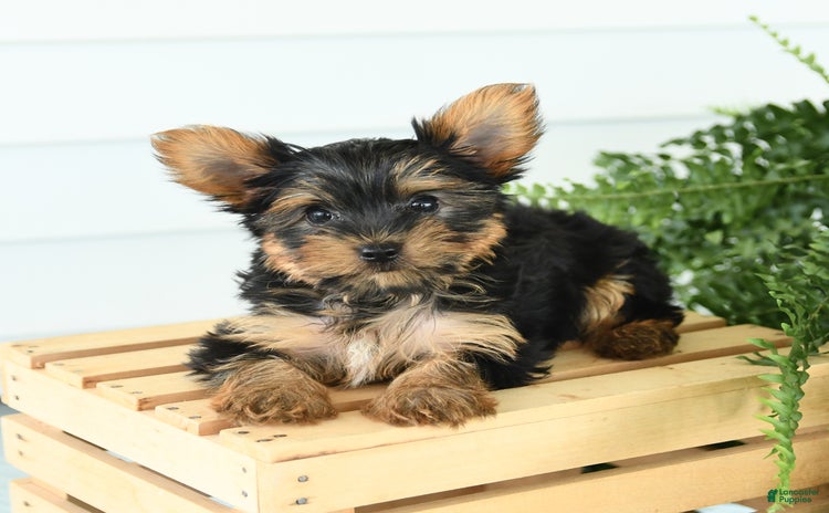 Yorkshire Terrier dogs for sale - Ad 3