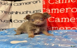 Chihuahua dogs for sale: Tobias Lavender Long Coat - Image 35