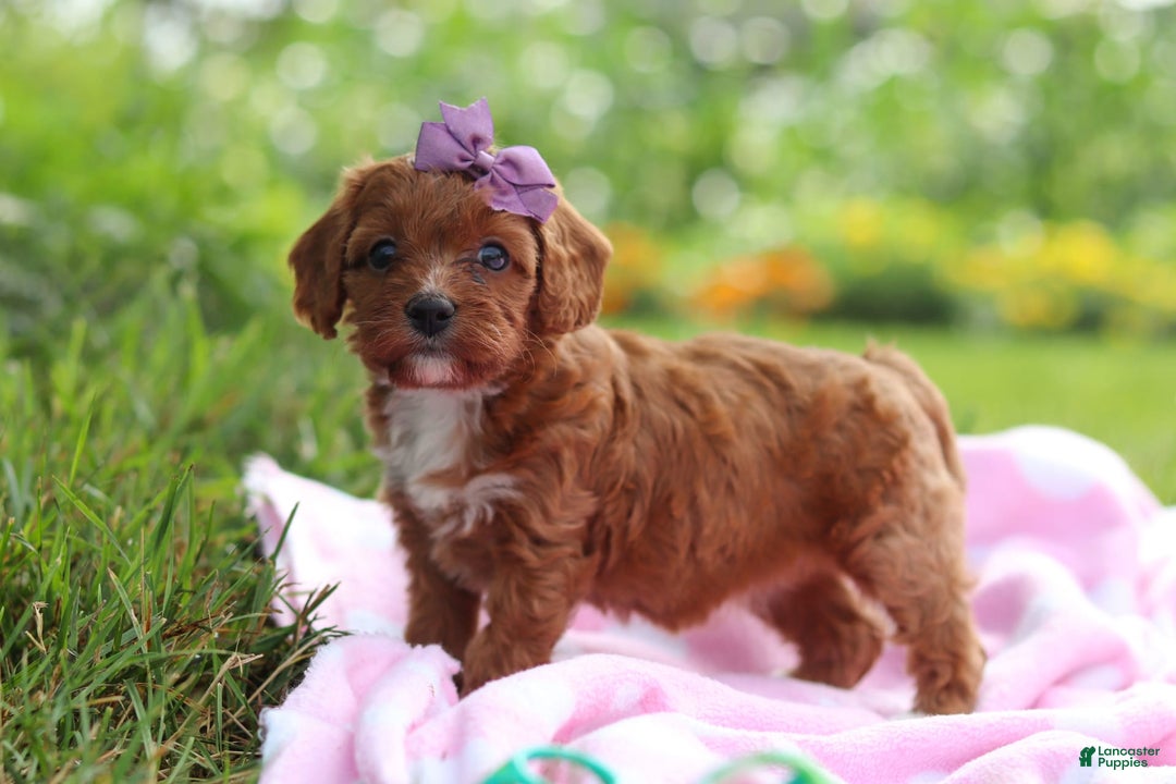 Cavapoo dogs for sale: Polly - Image 5