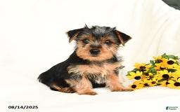 Yorkshire Terrier dogs for sale: Windy - Image 4