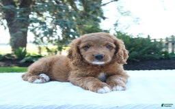 Mini Goldendoodle dogs for sale: Clementine - Image 2