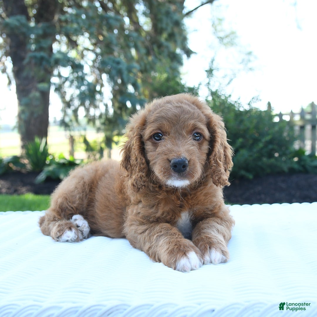 Mini Goldendoodle dogs for sale: Clementine - Image 2