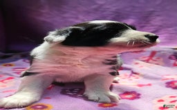 Border Collie dogs for sale: Ellie - Image 10