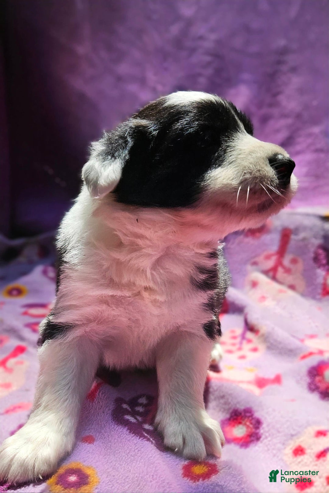Border Collie dogs for sale: Ellie - Image 10
