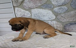 English Mastiff dogs for sale: Buck - Image 4
