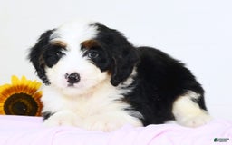 Mini Bernedoodle dogs for sale: Theo - Image 4