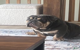 English Bulldog dogs for sale: Meaty - Image 1