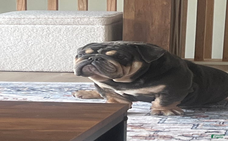 English Bulldog dogs for sale - Ad 1