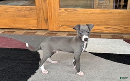 Italian Greyhound dogs for sale: Donny - Image 9