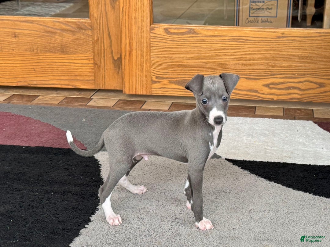 Italian Greyhound dogs for sale: Donny - Image 9