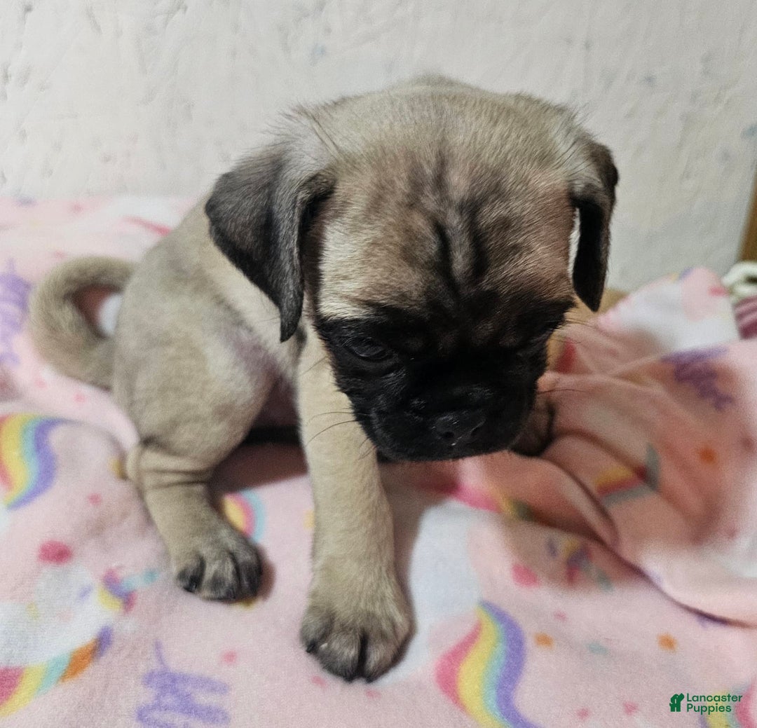 Pug dogs for sale: Candy - Image 6