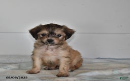 Mini Aussiedoodle dogs for sale: Evan - Image 2