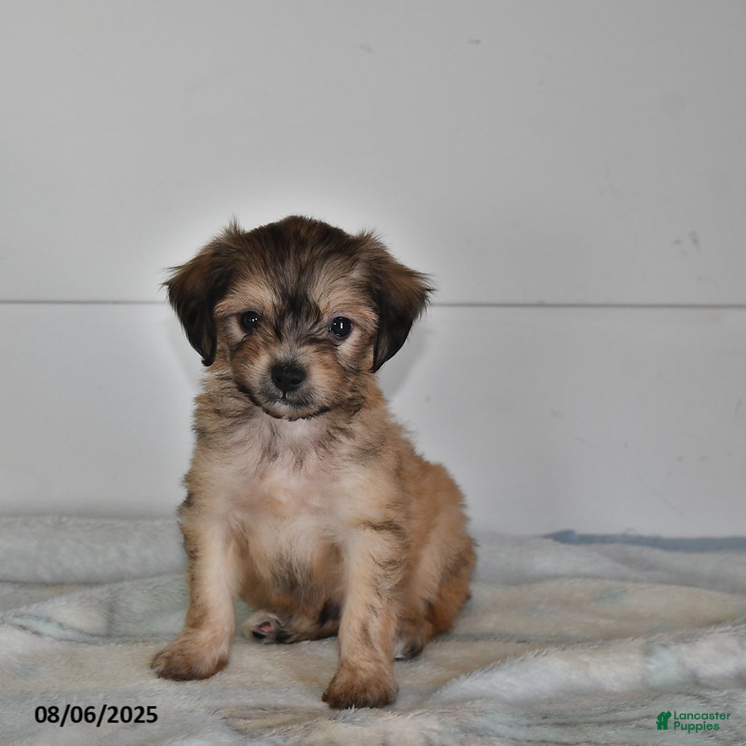 Mini Aussiedoodle dogs for sale: Evan - Image 2