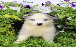 Australian Shepherd dogs for sale: Australian Shepherd 8 puppies - Image 11