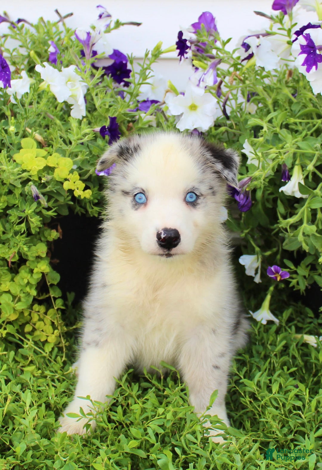 Australian Shepherd dogs for sale: Australian Shepherd 8 puppies - Image 11