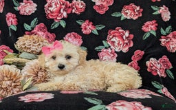 Miniature Poodle dogs for sale: Devanie - Image 2