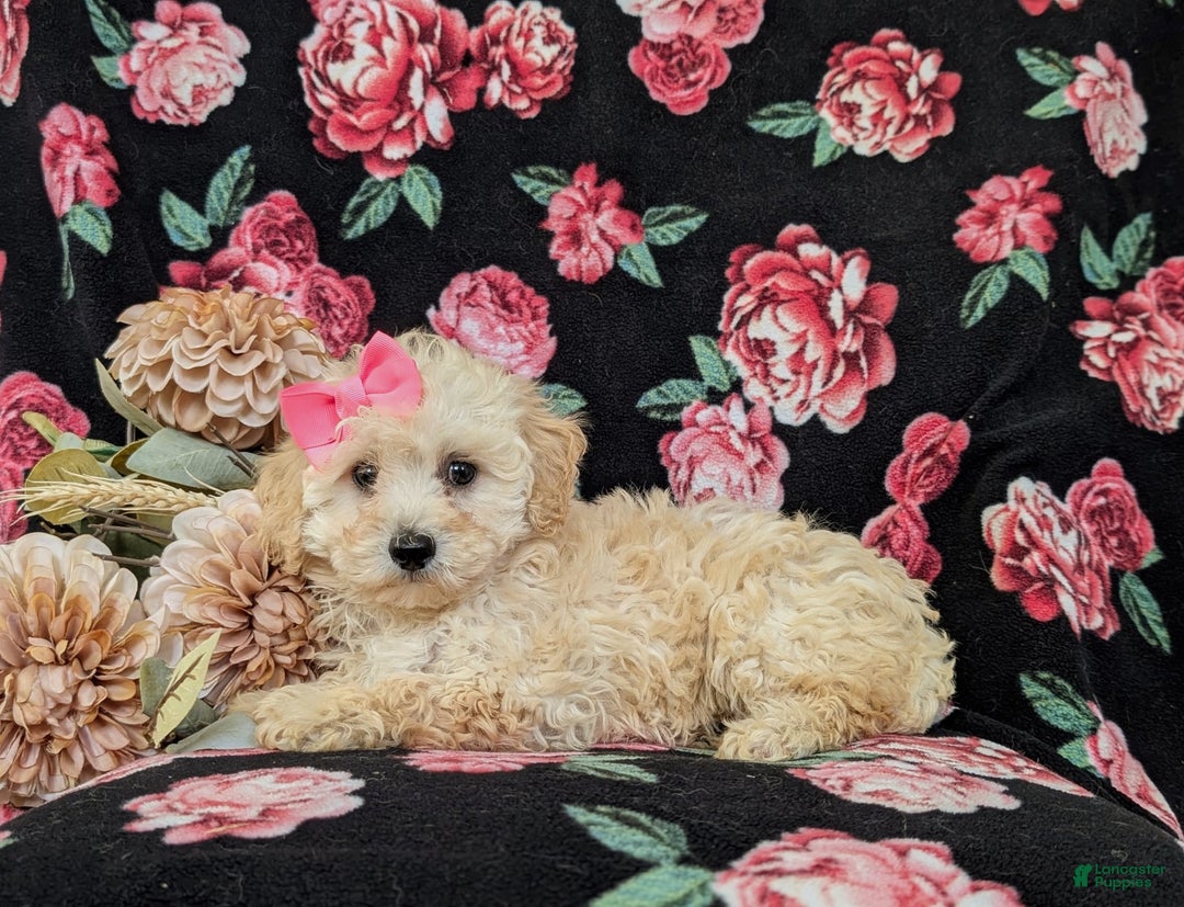 Miniature Poodle dogs for sale: Devanie - Image 2