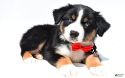 Australian Shepherd dogs for sale: Kyle - Image 6