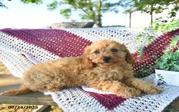 Cavapoo dogs for sale: Candy - Image 14