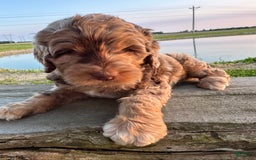 Labradoodle dogs for sale: Multigenerational Coco - Image 6