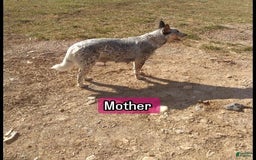 Australian Cattle Dog dogs for sale: Ginger - Image 3