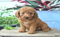 Mini Goldendoodle dogs for sale: Violet - Image 3