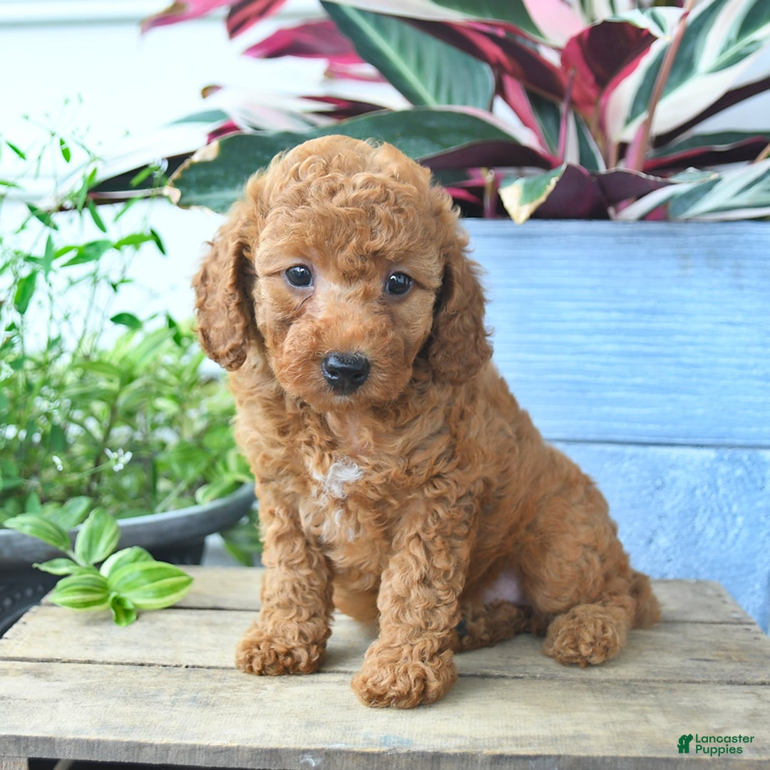 Mini Goldendoodle dogs for sale: Violet - Image 3