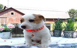 Jack Russell Terrier dogs for sale: Korby - Image 2