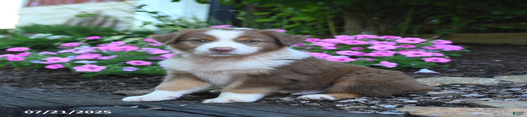 Bandit