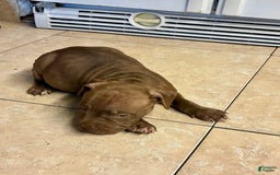 American Pit Bull Terrier dogs for sale: Boy - Image 5