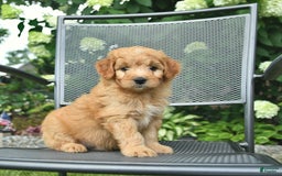 Mini Goldendoodle dogs for sale: Luca - Image 4